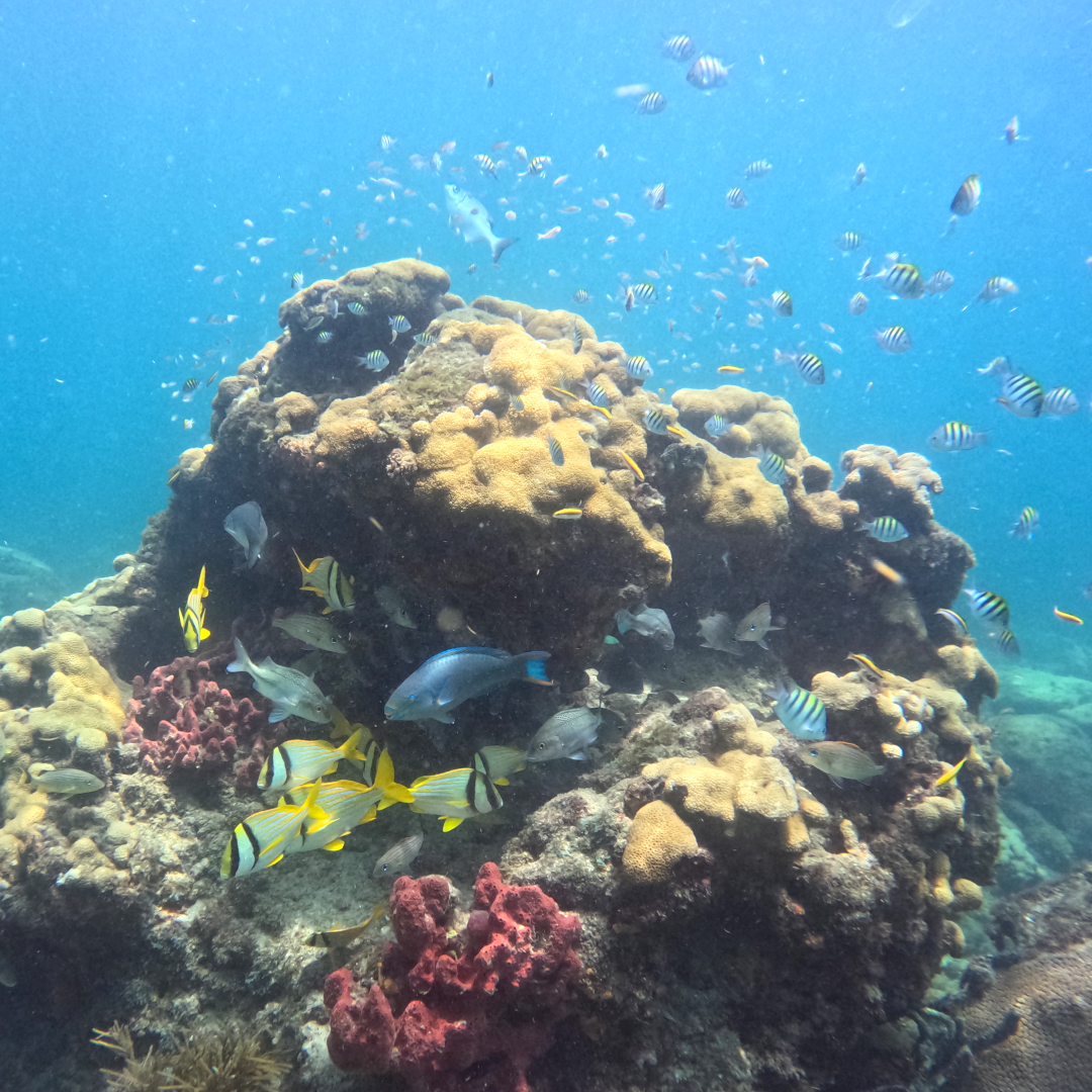 My favorite coral outcrop, just offshore