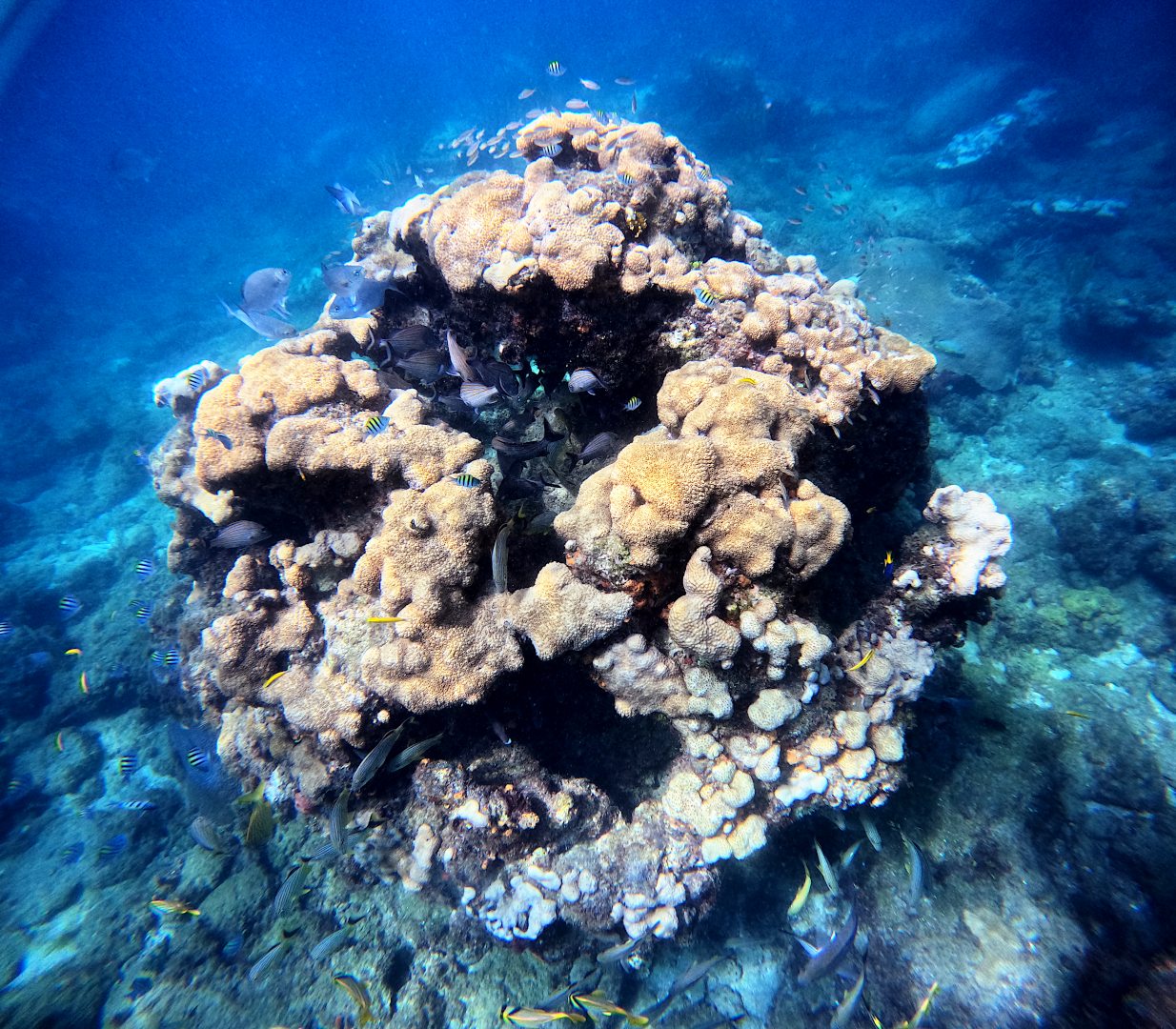 Another shot of my favorite coral outcrop