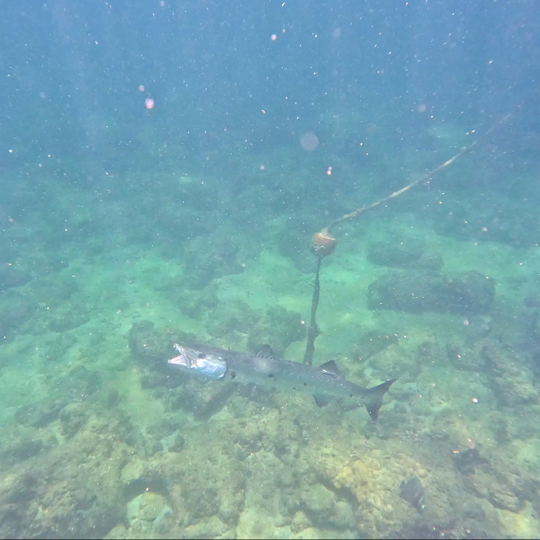 Angry Great Barracuda that I disturbed while it was hunting