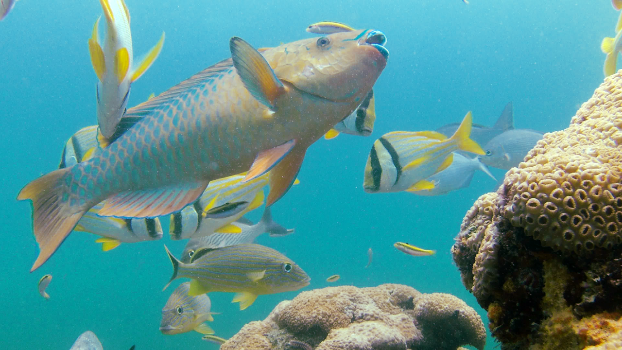 Rainbow parrotfish and Porkfish