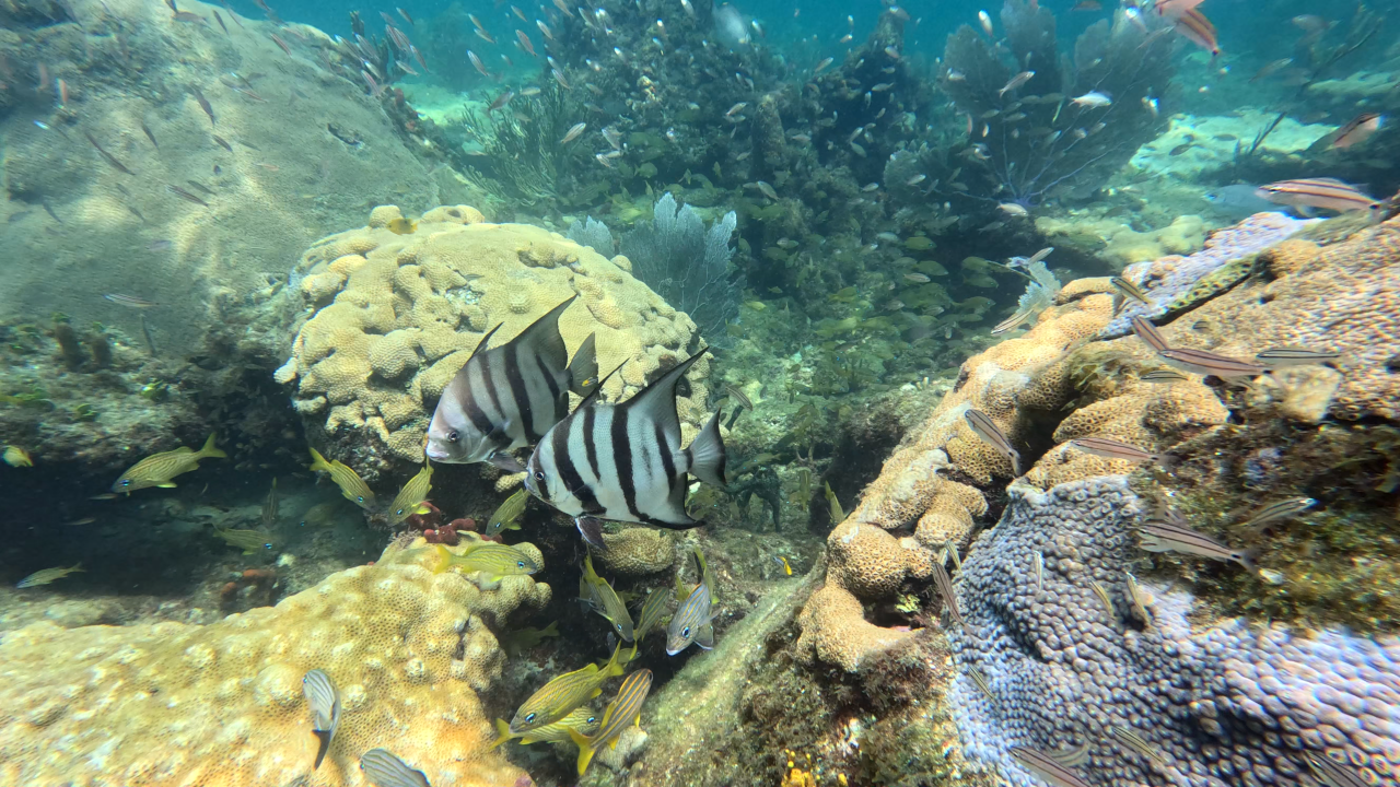 Atlantic Spadefish, grunts, and thousands of little fish swimming around
